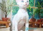 Grammy - Devon Rex Kitten For Sale - Norwalk&comma; CT&comma; US