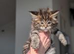 Storm - Maine Coon Kitten For Sale - Berlin&comma; MD&comma; US