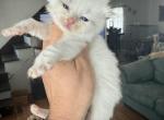 Tica blue bi color male blue collar - Ragdoll Kitten For Sale - Butler&comma; PA&comma; US