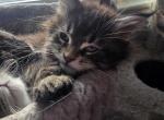 Mainecoon male tabby - Maine Coon Kitten For Sale - Easton&comma; PA&comma; US