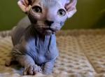 Tiger - Sphynx Kitten For Sale - Chicago&comma; IL&comma; US