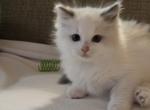 Princess - Ragdoll Kitten For Sale - 