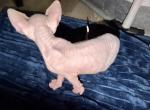 Juno Cream Male - Sphynx Kitten For Sale - Fort Worth&comma; TX&comma; US