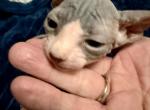 Juno bicolor Male - Sphynx Kitten For Sale - Fort Worth&comma; TX&comma; US