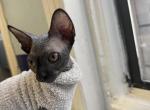 Dio - Sphynx Kitten For Sale - Brooklyn&comma; NY&comma; US