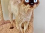 Nikko Ghirardelli - Devon Rex Cat For Sale - Fleetwood&comma; NC&comma; US