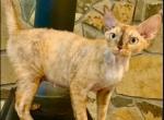 Amber - Devon Rex Cat For Sale - Fleetwood&comma; NC&comma; US