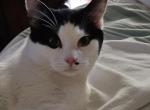 Blake - Ragdoll Cat For Sale - Overland Park&comma; KS&comma; US