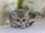 Luna reserved - British Shorthair Kitten For Sale - 