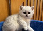 Diana - British Shorthair Kitten For Sale - Carmichael&comma; CA&comma; US