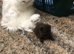 Persa - Persian Cat For Sale - Parkville&comma; MD&comma; US