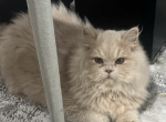 Cream boy kitty - Persian Kitten For Sale - Parkville&comma; MD&comma; US