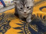 Black smoke - Maine Coon Kitten For Sale - OH&comma; US