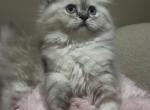 Elsa and Kristoff - Persian Kitten For Adoption - Tustin&comma; CA&comma; US