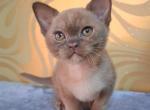 Graf - Burmese Kitten For Sale - Pembroke Pines&comma; FL&comma; US