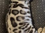 Stunning Silver Bengal Extreme Glitter Coat - Bengal Kitten For Sale - Hermann&comma; MO&comma; US