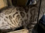 Rosette spotted Bengal litters due this summer - Bengal Kitten For Sale - La Grange&comma; KY&comma; US