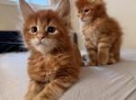 Starcoonbostoncoco - Maine Coon Kitten For Sale - Malden&comma; MA&comma; US