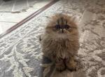 Nala - Persian Kitten For Sale - Plano&comma; TX&comma; US
