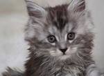 Silver - Maine Coon Kitten For Sale - Jamesville&comma; NY&comma; US