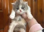 Dilute calico smush face - Persian Kitten For Sale - Dearborn&comma; MI&comma; US