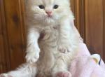 Cream doll face Persian - Persian Kitten For Sale - Dearborn&comma; MI&comma; US