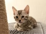 CaliforniaBengals - Bengal Kitten For Sale - Eastvale&comma; CA&comma; US