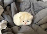 Bear - Persian Kitten For Sale - Dearborn&comma; MI&comma; US