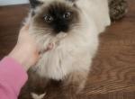 TICA REGISTERED Seal point mitted Male - Ragdoll Kitten For Sale - WA&comma; US
