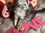 Muffin - Maine Coon Kitten For Sale - Fort Madison&comma; IA&comma; US