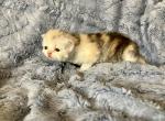 Tula Yellow - Persian Kitten For Sale - Cayce&comma; SC&comma; US