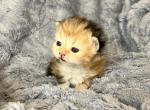 Clover Red - Persian Kitten For Sale - Cayce&comma; SC&comma; US