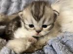 Murphy Purple - Persian Kitten For Sale - Cayce&comma; SC&comma; US