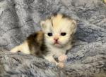 Erin Pink - Persian Kitten For Sale - Cayce&comma; SC&comma; US