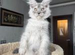 Timian male - Maine Coon Kitten For Sale - Las Vegas&comma; NV&comma; US
