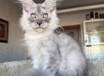 Tuman - Maine Coon Kitten For Sale - Las Vegas&comma; NV&comma; US