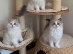 Champagne Ragdoll Kittens - Ragdoll Kitten For Sale - Nashville&comma; TN&comma; US