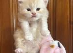 Cheeto - Persian Kitten For Sale - Dearborn&comma; MI&comma; US