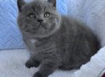 LANA & LEO - British Shorthair Kitten For Sale - Brisbane&comma; CA&comma; US