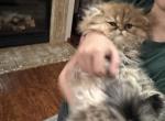 Simba - Persian Kitten For Sale - Plano&comma; TX&comma; US