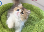 Fifi - Minuet Kitten For Sale - San Jose&comma; CA&comma; US