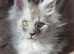 Silver High Smoke Maine Coon Boy - Maine Coon Kitten For Sale - Chicago&comma; IL&comma; US