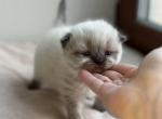 Bears - Scottish Fold Kitten For Sale - Chicago&comma; IL&comma; US