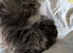 Persian tabby girl - Persian Kitten For Sale - Altamonte Springs&comma; FL&comma; US