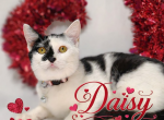 Daisy AKA Baby Girl - Domestic Kitten For Adoption - Fort Pierce&comma; FL&comma; US