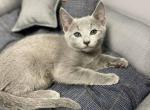 Irvin - Russian Blue Kitten For Sale - Hollywood&comma; FL&comma; US
