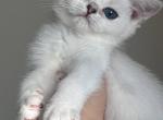 Scottish straight chinchilla point - Scottish Straight Kitten For Sale - Hallandale&comma; FL&comma; US