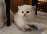 Asia's - Munchkin Kitten For Sale - Greenville&comma; OH&comma; US