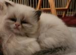 Asia Ragdoll - Ragdoll Kitten For Sale - Greenville&comma; OH&comma; US