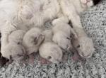 February 10th litter - Ragdoll Kitten For Sale - Monroe&comma; NC&comma; US